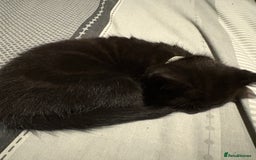 Bengal cats for sale: 3 female Bengal cross kittens  - Image 6