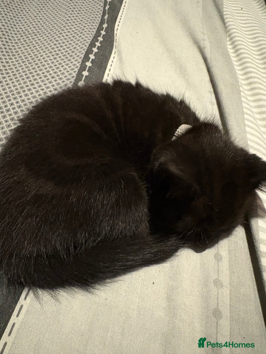 Bengal cats for sale: 3 female Bengal cross kittens  - Image 6