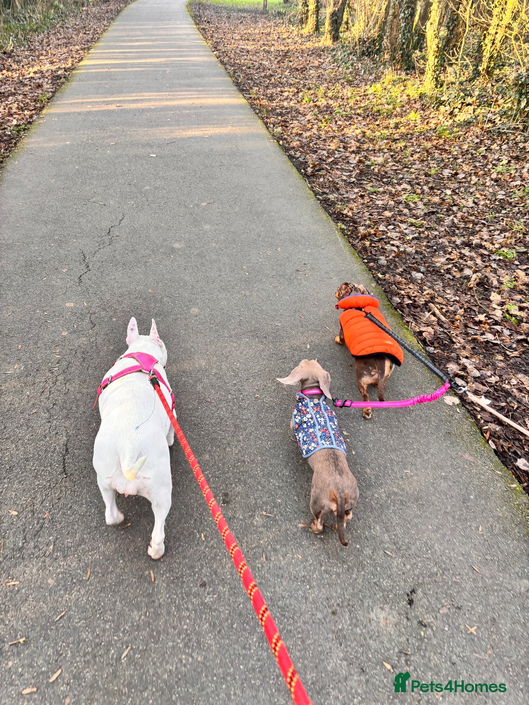 English Bull Terrier dogs for sale: Beautiful Bonnie 11months female  - Advert 2