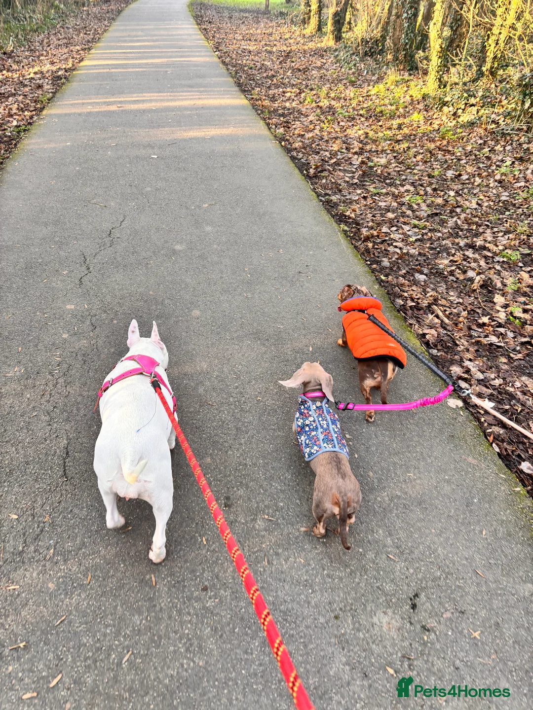 English Bull Terrier dogs for sale: Beautiful Bonnie 11months female  - Advert 2