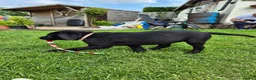Labrador Retriever dogs for sale: Labrador pups - Advert 9