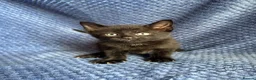 Maine Coon cats for sale: Maine coon x  - Advert 30