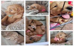 Goldendoodle dogs for sale: Goldendoodle puppies, beautiful boys and girls. - Image 2