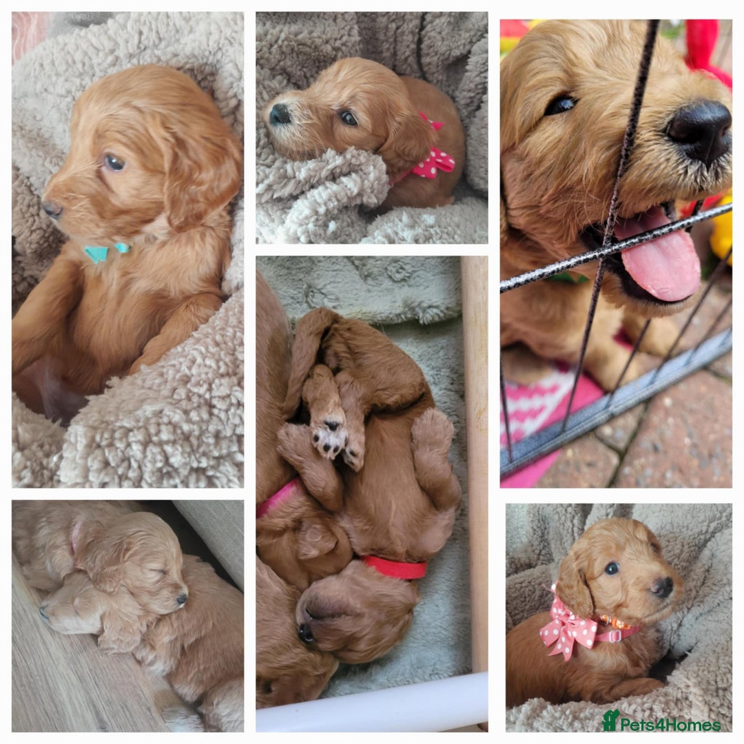 Goldendoodle dogs for sale: Goldendoodle puppies, beautiful boys and girls. - Image 2