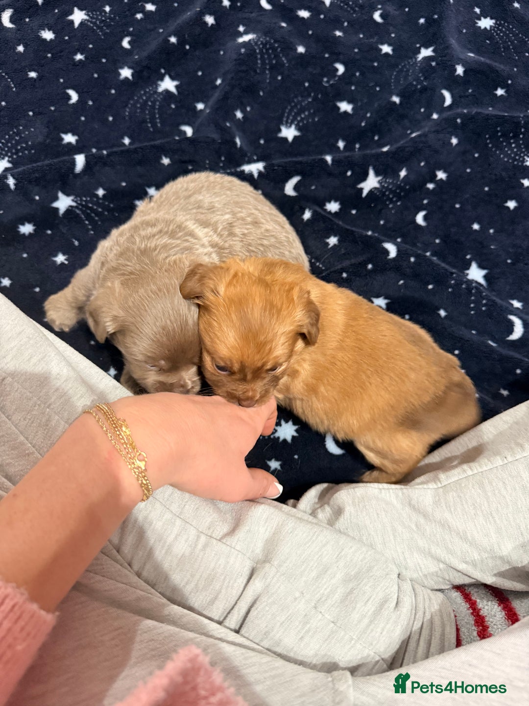 Mixed Breed dogs for sale: Outstanding chihuahua x miniature JRT puppies - Advert 8