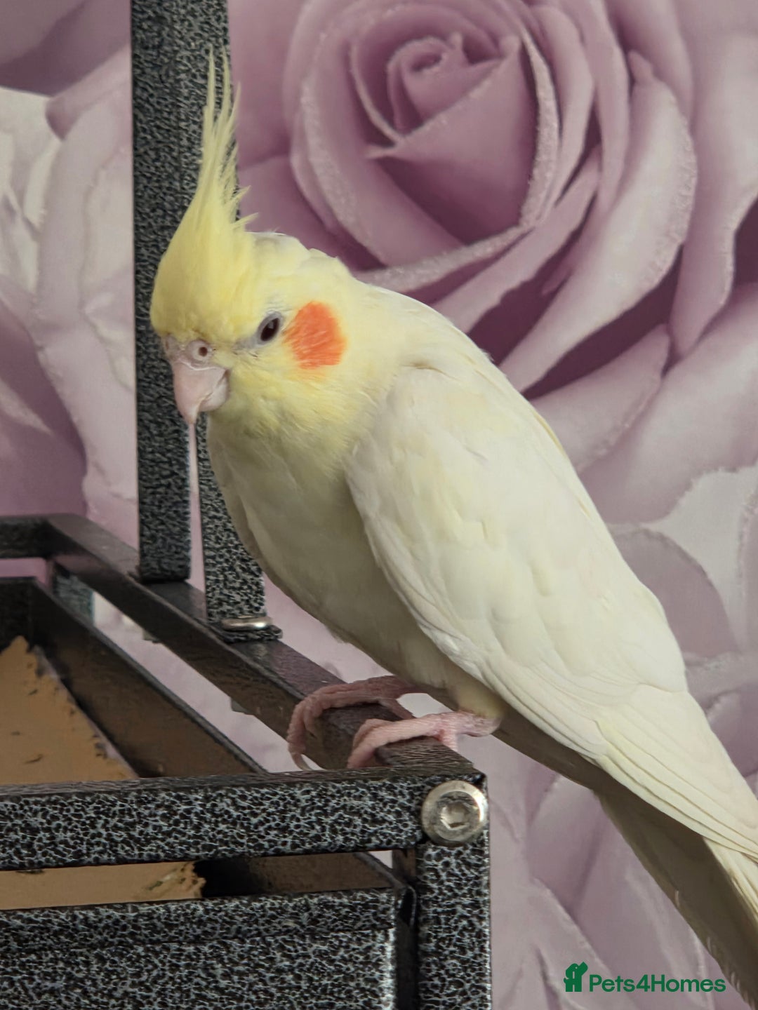 Cockatiels birds for sale: 2 lovely cockatiel with big cage - Image 2