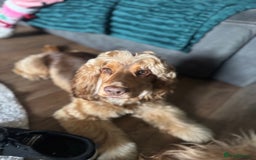 Cockapoo dogs for stud: Cockapoo for stud  - Image 1