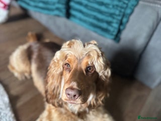 Cockapoo dogs for stud - Advert 1