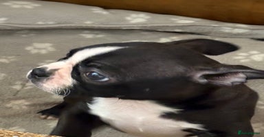 Boston Terrier dogs - Advert 4