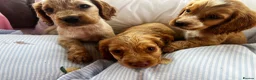 Cocker Spaniel dogs for sale: Show type cocker boys  in Daventry - Advert 8