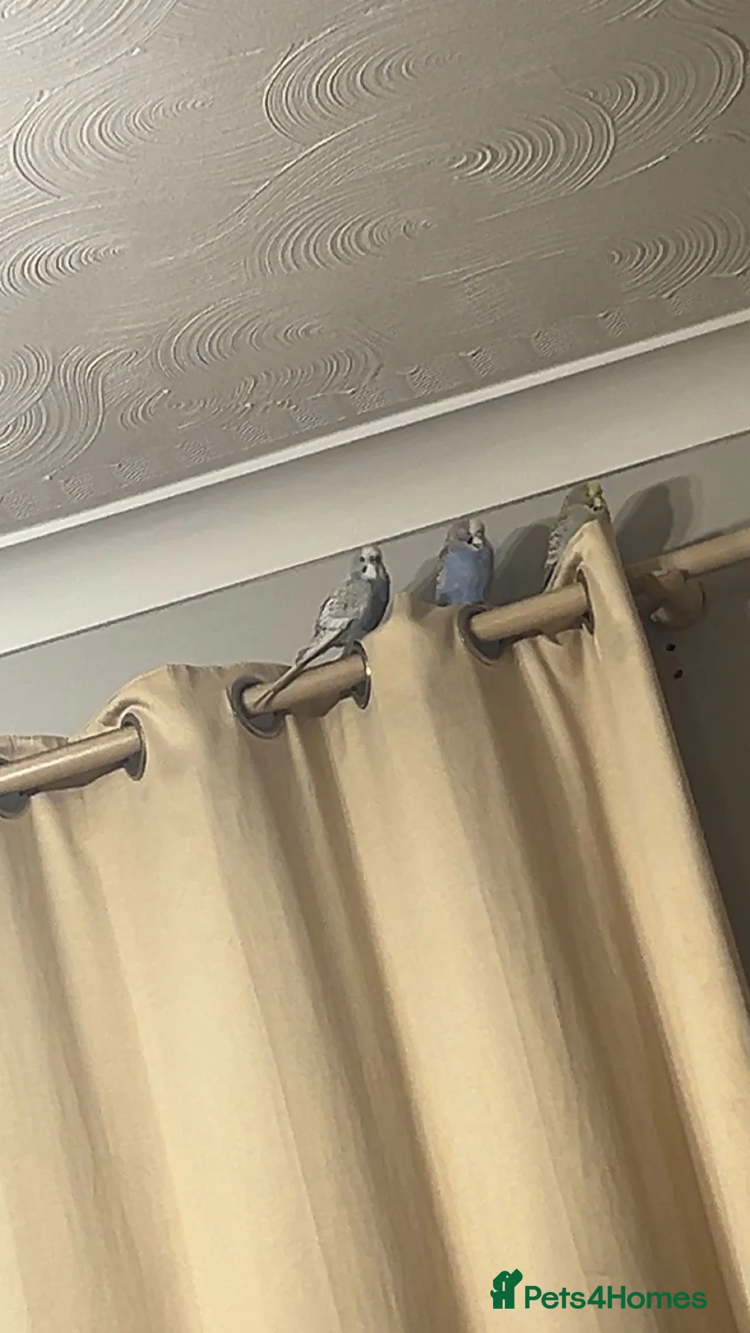 Budgerigars birds for sale: Budgie birds in Gloucester - Advert 4