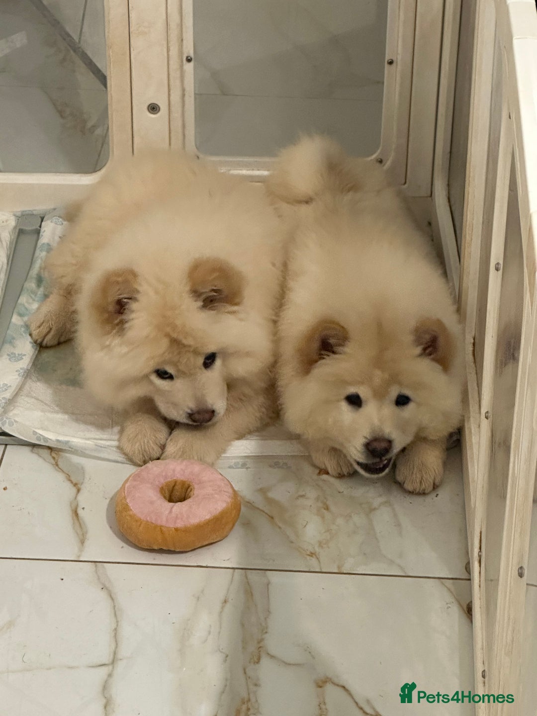 Chow Chow dogs for sale: 2 Chow Chow females - Advert 3