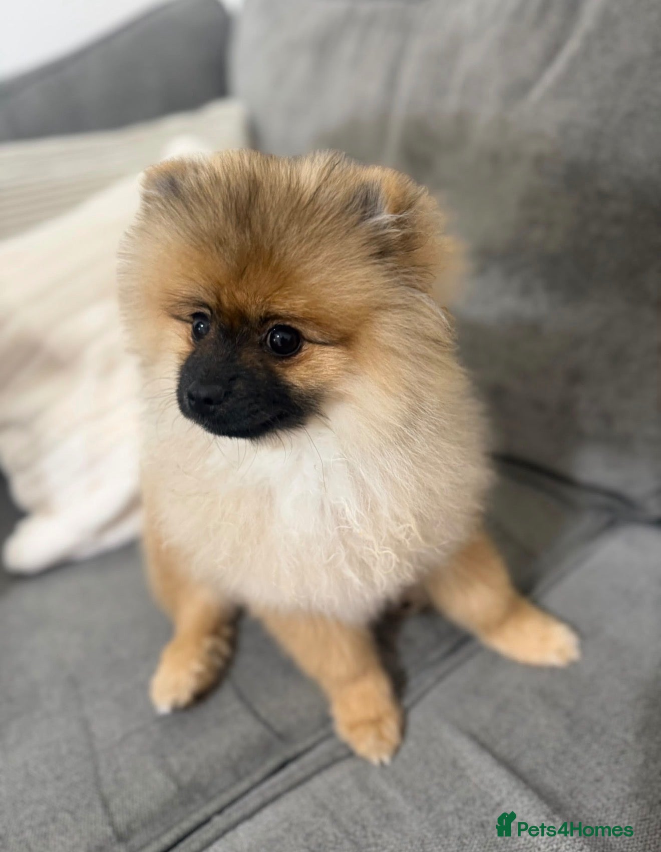 Pomeranian dogs Pemeranian - Advert 5