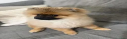 Pomeranian dogs for sale: Pemeranian in Wolverhampton - Advert 1