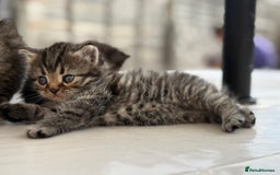 Persian cats for sale: 3 Stunning Female Kittens for Sale  - Image 2