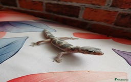 Leopard Gecko reptiles for sale: Leopard gecko for sale baby  - Image 3