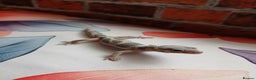 Leopard Gecko reptiles for sale: Leopard gecko for sale baby  - Advert 7