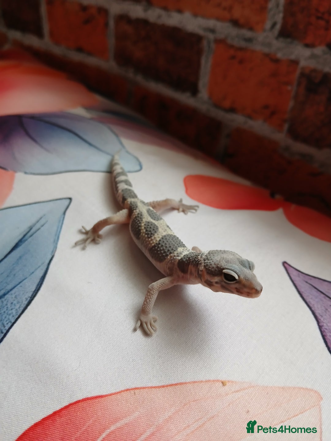 Leopard Gecko reptiles for sale: Leopard gecko for sale baby  - Image 3
