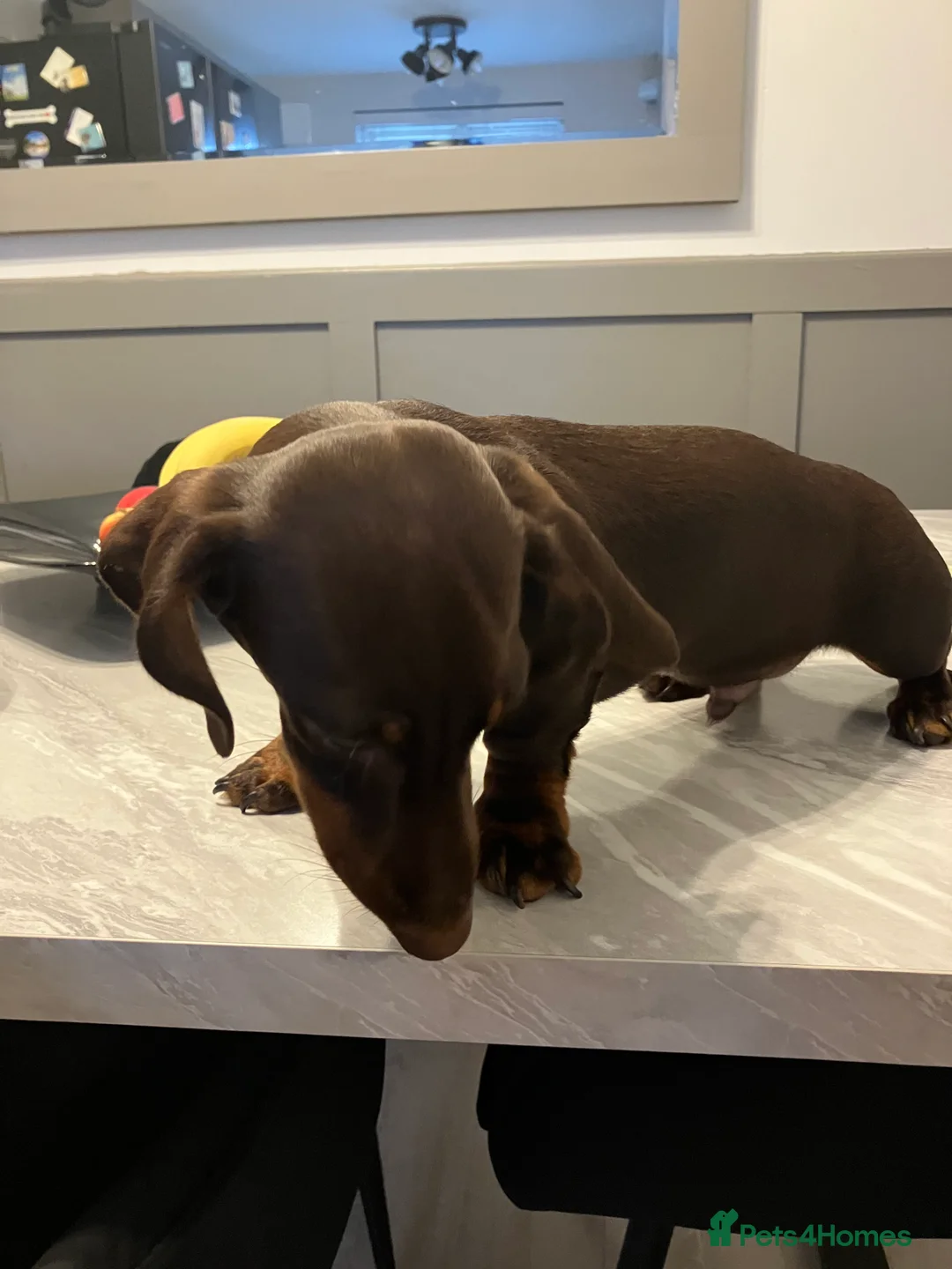 Miniature Dachshund dogs for stud: STUD 2 KC registered Miniature Dachshunds  - Advert 13