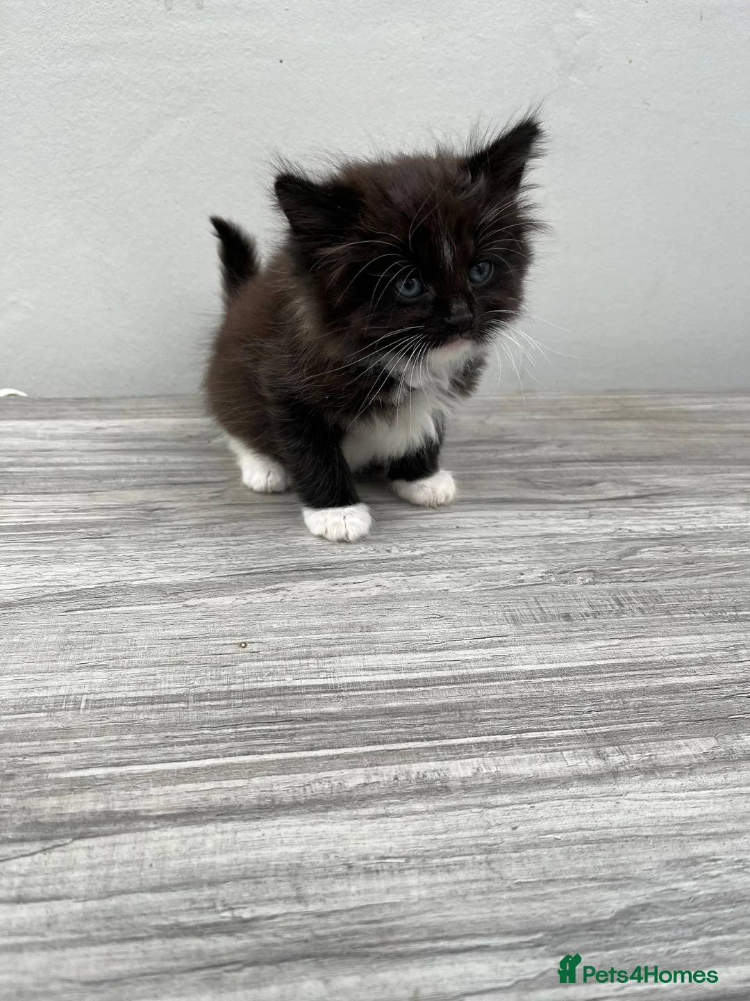 Mixed Breed cats for sale: Lovely black and white longhaired boy  - Advert 2