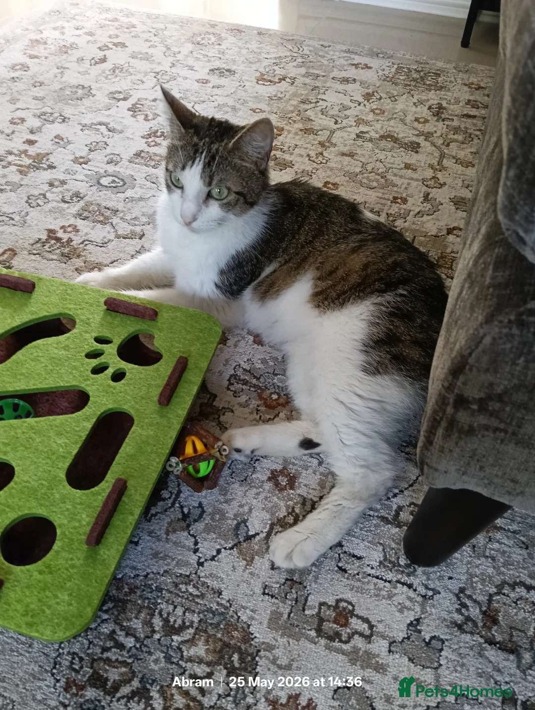Domestic Shorthair cats for adoption: Beautiful Female Cat Looking for a Loving Home - Advert 2
