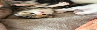 Domestic Shorthair 3