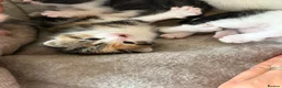 Domestic Shorthair cats for sale: 4 Female kitten  - Advert 3