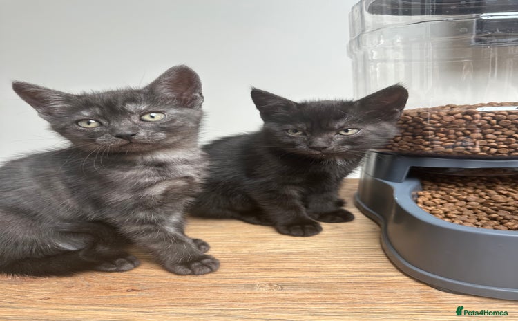 Domestic Shorthair cats - Advert 12