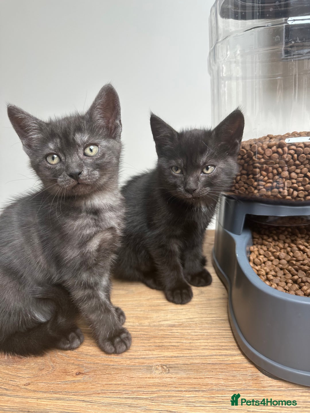 Domestic Shorthair cats for sale: 2 Remaining- Ready to go - Adorable kittens - Image 1