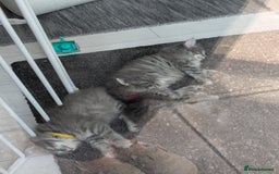 Norwegian Forest Cat cats for sale: Three Purebred Pedigreed Norwegian Forest Kittens  in Poole - Image 6