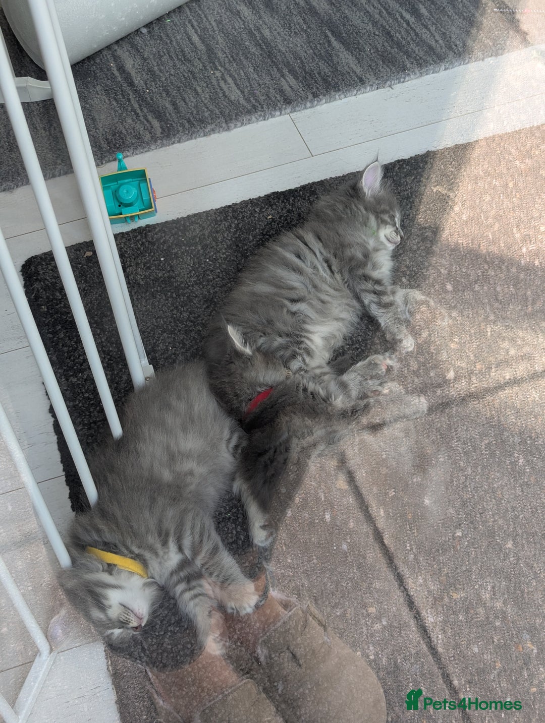 Norwegian Forest Cat cats for sale: Three Purebred Pedigreed Norwegian Forest Kittens  in Poole - Image 6