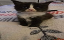 Maine Coon cats for sale: Maine Coon X Ragdoll  - Advert 15