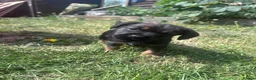 Mixed Breed dogs for sale: Beautiful super friendly puppies  in Banbury - Advert 4