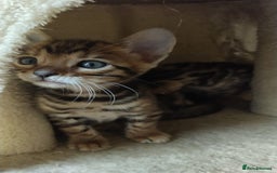 Bengal cats for sale: Stunning TICA Bengals - Image 6