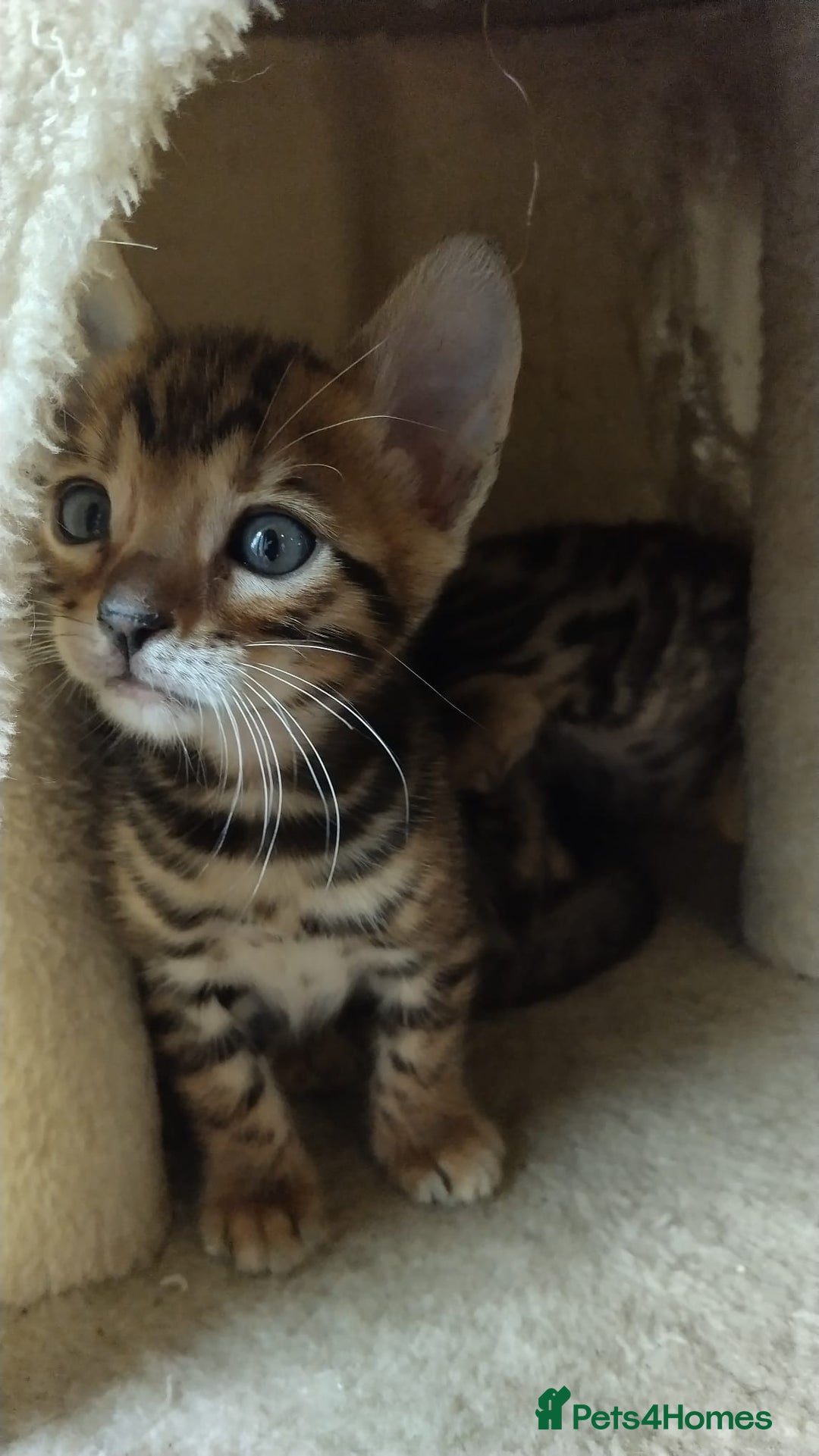 Bengal cats for sale: Stunning TICA Bengals - Image 6