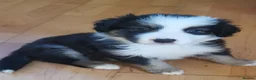 Mixed Breed dogs for sale: Beautiful Bordernese  - Advert 28