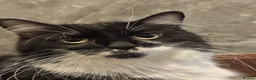 Maine Coon cats for sale: Maine coon cross - Advert 21