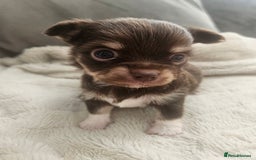 Chihuahua dogs for sale: Beautiful Chihuahua pups - Image 15
