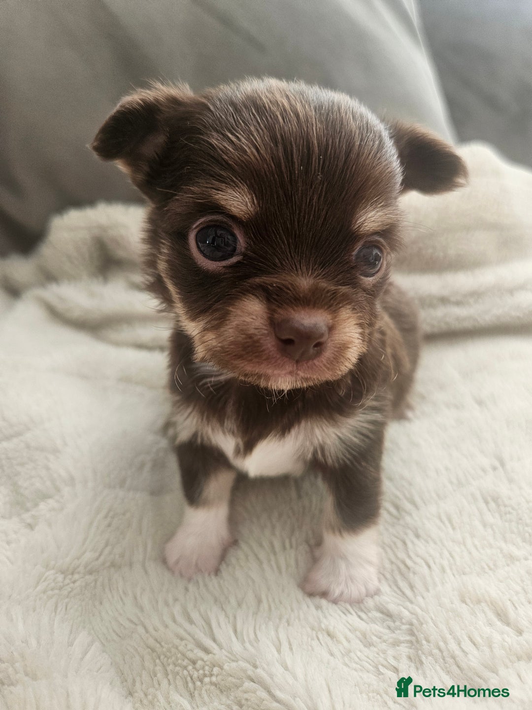 Chihuahua dogs for sale: Beautiful Chihuahua pups - Image 15