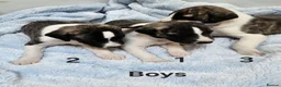Whippet dogs for sale: KC Registered Whippet puppies - Advert 3
