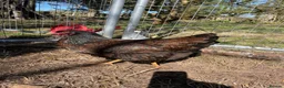 Mixed Breed livestock for sale: Orpington,Brahma,Wyandotte,Polish,Barnevelder Eggs - Advert 8
