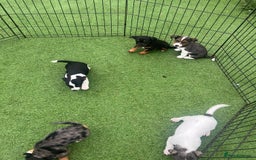 Jack Russell dogs for sale: Beautiful Jack Russell puppies  - Image 8