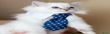 Ragdoll 2