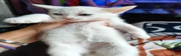 Mixed Breed cats for sale: Mixed breed kittens - Advert 9