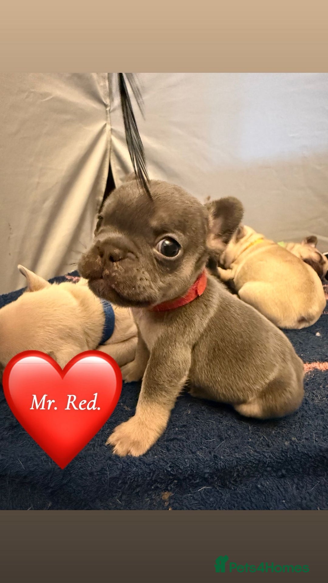 French Bulldog dogs for sale: Beautiful Pups – Looking for Their Forever Homes - Advert 28