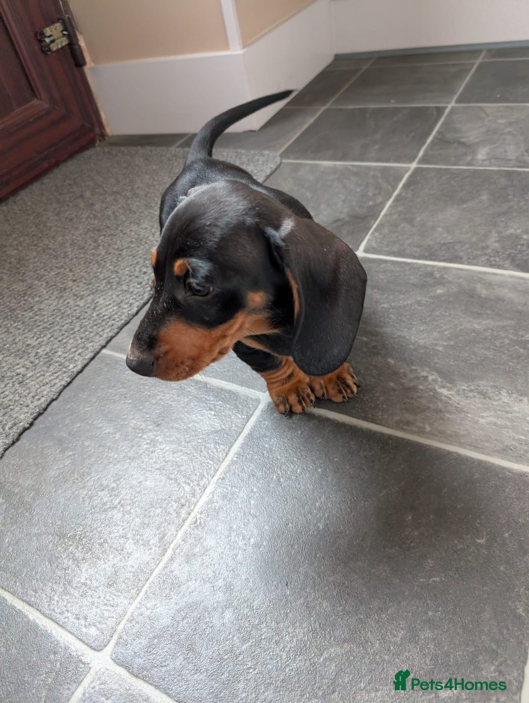 Miniature Dachshund dogs for sale: Miniature Dachshund Puppies  - Image 10