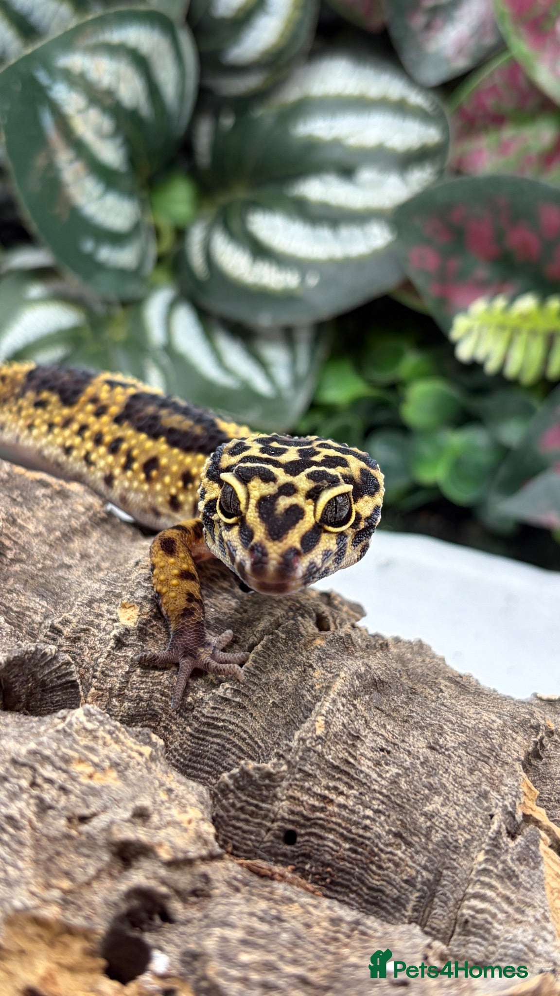 Gecko reptiles Female leopard gecko  - Advert 1
