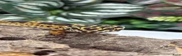 Gecko reptiles for sale: Female leopard gecko  - Advert 1