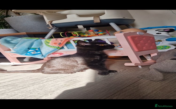 Scottish Fold cats - Advert 3