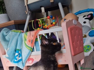 Scottish Fold cats - Advert 6